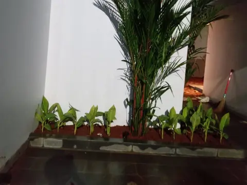 Tanaman tinggi di bedengan dekat dinding putih