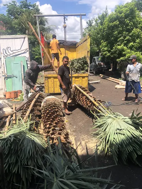 Beberapa pekerja menurunkan tanaman dari truk kuning