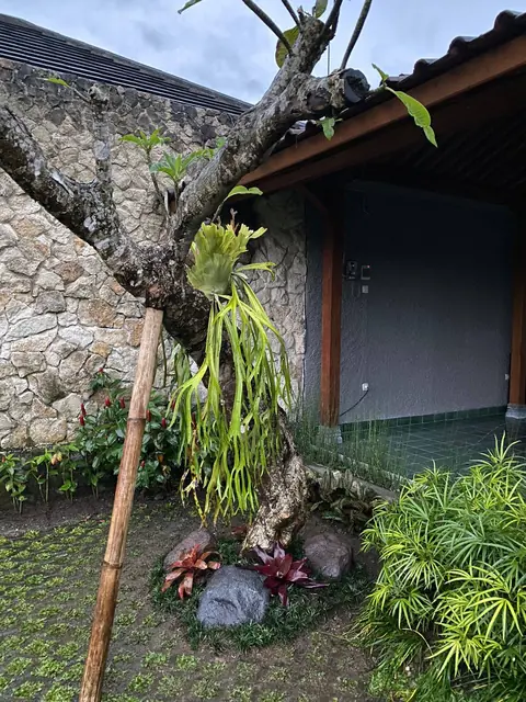 Tanaman menempel di batang pohon di dekat dinding batu, dengan tanaman berdaun merah di bawahnya